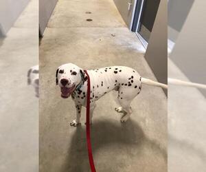 Dalmatian Dogs for adoption in Pierceton , IN, USA