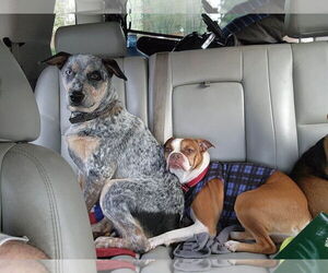 Mutt Dogs for adoption in Woodland, CA, USA