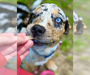 Catahoula Leopard Dog-Unknown Mix Dogs for adoption in West Cornwall, CT, USA