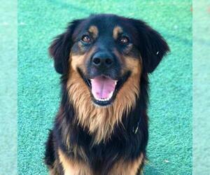 Golden Retriever Dogs for adoption in Tempe, AZ, USA