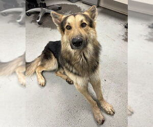 Medium Photo #1 German Shepherd Dog Puppy For Sale in Stockton, CA, USA