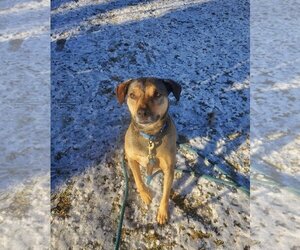 Mutt Dogs for adoption in Stroudsburg, PA, USA