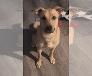 Labrador Retriever-Unknown Mix Dogs for adoption in Fort Collins, CO, USA