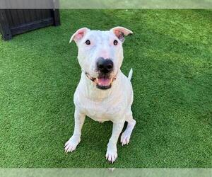 Bull Terrier Dogs for adoption in Orange, CA, USA