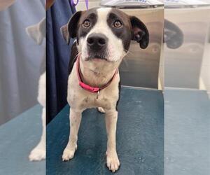 Labrador Retriever-Unknown Mix Dogs for adoption in Mobile, AL, USA