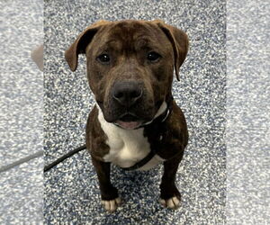 American Pit Bull Terrier-Unknown Mix Dogs for adoption in Jackson , NJ, USA