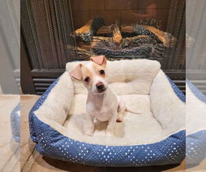 Chihuahua-Unknown Mix Dogs for adoption in Forest, VA, USA