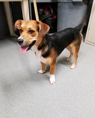 Beagle Dogs for adoption in Randleman, NC, USA