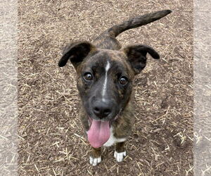 Boxer-Unknown Mix Dogs for adoption in Techny, IL, USA