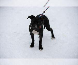 American Pit Bull Terrier-Labrador Retriever Mix Dogs for adoption in Pequot Lakes, MN, USA