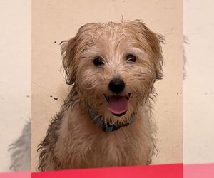 Mutt Dogs for adoption in Webster, WI, USA