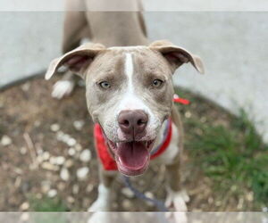 American Pit Bull Terrier Dogs for adoption in Tulsa, OK, USA