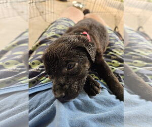 Plott Hound-Unknown Mix Dogs for adoption in New Orleans, LA, USA