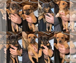 Mutt Dogs for adoption in Jackson Township, NJ, USA