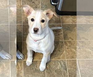 Australian Shepherd-Colonial Cocker Spaniel Mix Dogs for adoption in Anchorage, AK, USA