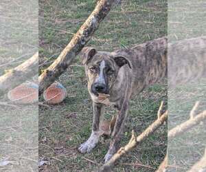 Mutt Dogs for adoption in White Bluff, TN, USA