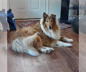 Collie Dogs for adoption in Chantilly, VA, USA