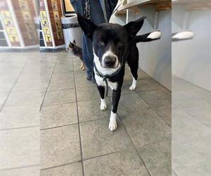 Border Collie Dogs for adoption in San Antonio, TX, USA