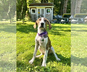 Redbone Coonhound-Treeing Walker Coonhound Mix Dogs for adoption in pomfret, CT, USA