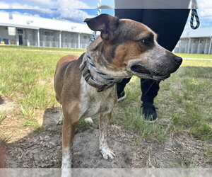 Medium Photo #2 Mutt Puppy For Sale in Ocala, FL, USA