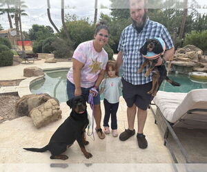 Rottweiler Dogs for adoption in Gilbert, AZ, USA