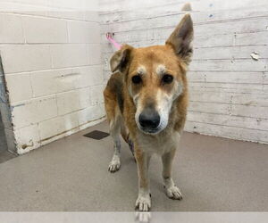 German Shepherd Dog-Unknown Mix Dogs for adoption in San Bernardino, CA, USA