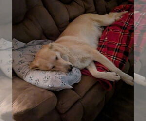 Mutt Dogs for adoption in Vail, AZ, USA