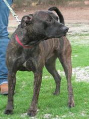American Pit Bull Terrier-Unknown Mix Dogs for adoption in Chichester, NH, USA