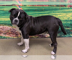 Pug-Unknown Mix Dogs for adoption in Moreno Valley, CA, USA