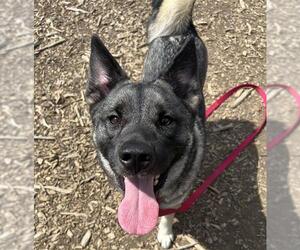 Norwegian Elkhound Dogs for adoption in Waterford, VA, USA