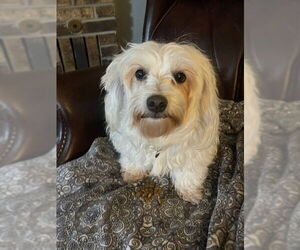 Coton de Tulear Dogs for adoption in Fort Wayne, IN, USA