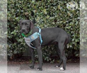 American Bulldog-Labrador Retriever Mix Dogs for adoption in Columbus, GA, USA