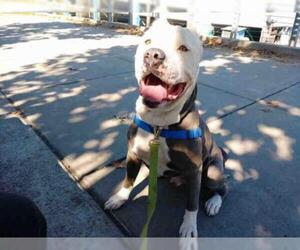 Staffordshire Bull Terrier Dogs for adoption in Alameda, CA, USA