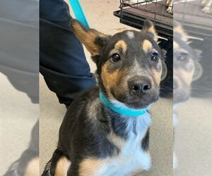 German Shepherd Dog-Unknown Mix Dogs for adoption in San Bernardino, CA, USA