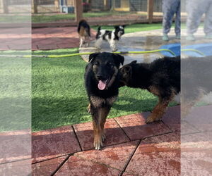 German Shepherd Dog Dogs for adoption in Leavenworth, KS, USA