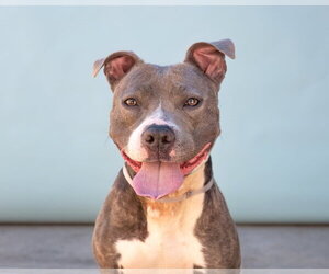 Mutt Dogs for adoption in Pasadena, CA, USA