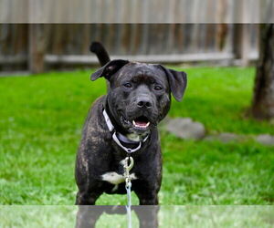 American Pit Bull Terrier Dogs for adoption in Gloversville, NY, USA