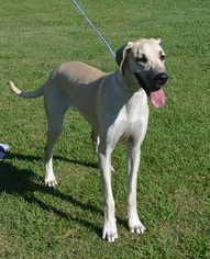 Great Dane Dogs for adoption in Harpswell, ME, USA