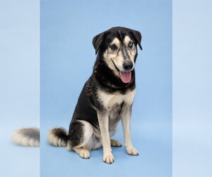 Anatolian Shepherd-Unknown Mix Dogs for adoption in Westminster, MD, USA