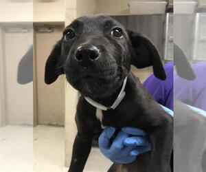 Labrador Retriever-Unknown Mix Dogs for adoption in Conroe, TX, USA
