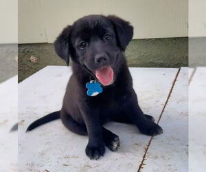 Mutt Dogs for adoption in Minneapolis, MN, USA