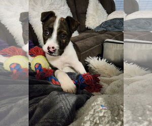 Boxer-Collie Mix Dogs for adoption in Princeton, MN, USA