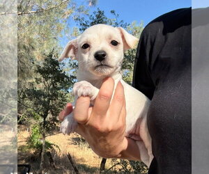 Chihuahua-Unknown Mix Dogs for adoption in Chico, CA, USA