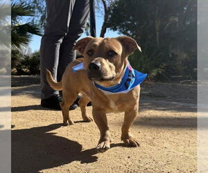 Chihuahua-Unknown Mix Dogs for adoption in Las Vegas, NV, USA