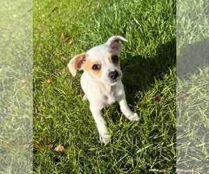 Jack Chi Dogs for adoption in Pensacola, FL, USA