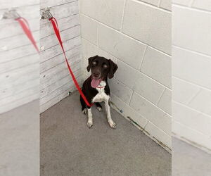 Pointer Dogs for adoption in San Bernardino, CA, USA