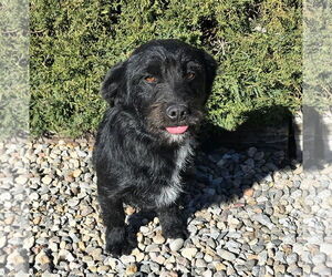 Mutt Dogs for adoption in Albuquerque, NM, USA