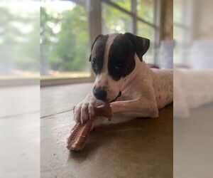 Mutt Dogs for adoption in San Antonio, TX, USA