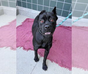 Mutt Dogs for adoption in Rancho Cucamonga, CA, USA