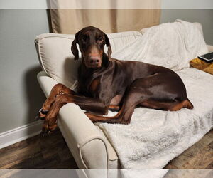Doberman Pinscher Dogs for adoption in New Orleans, LA, USA